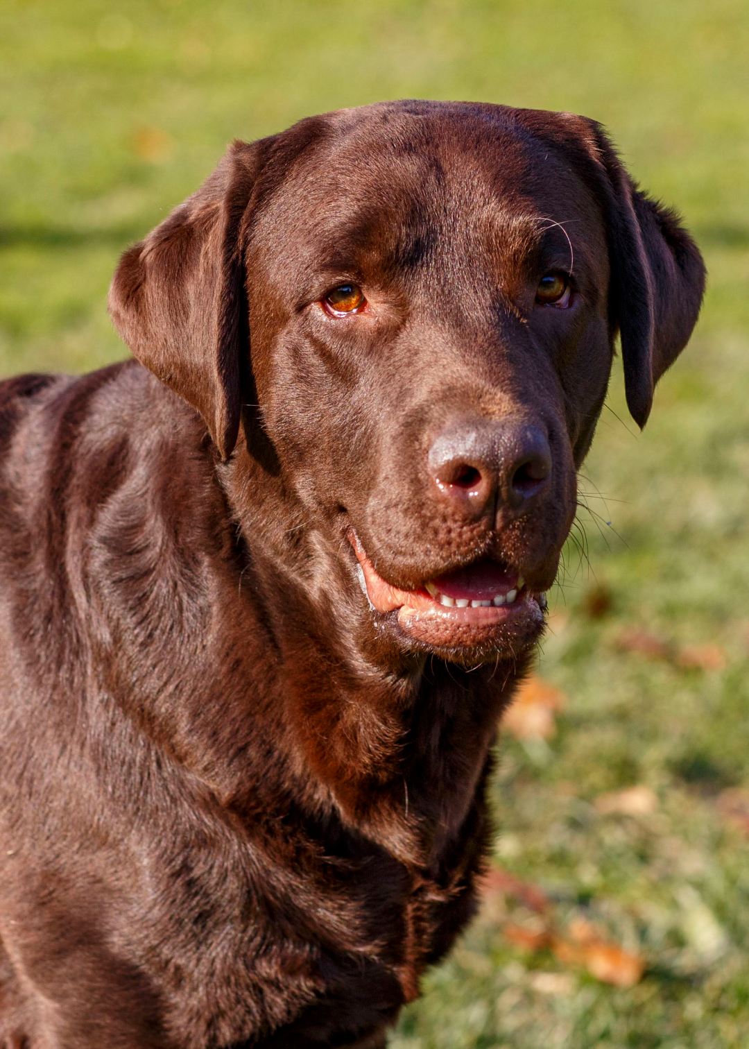 Stud: Chekhov Stud: Chekhov