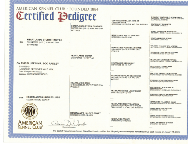 Pippi Longstocking Pedigree